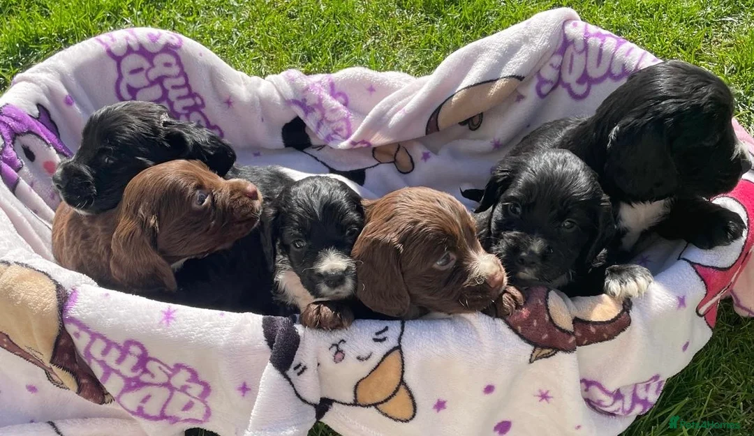 Cocker Spaniel dogs for sale: Beautiful pure bread cocker spaniel puppies  in West Malling - Advert 2