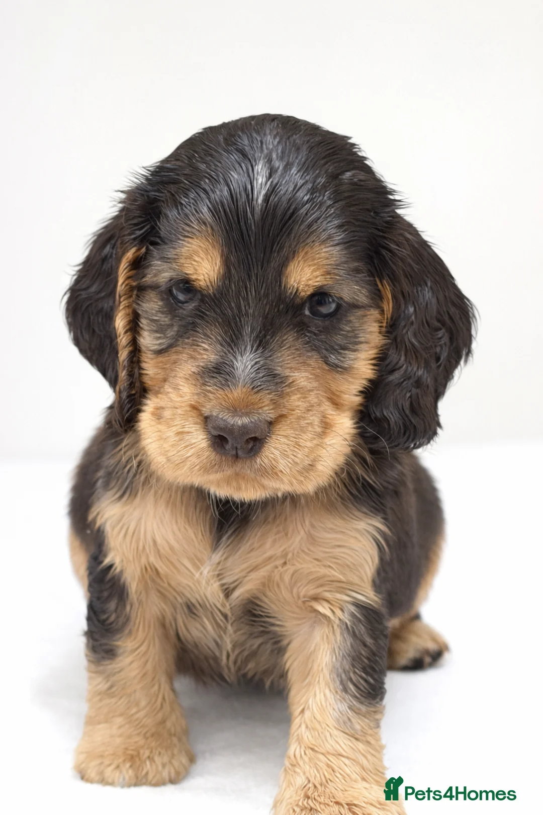 Cocker Spaniel dogs for sale: Gorgeous fully Health tested KC show spaniels - Advert 3