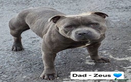 Staffordshire Bull Terrier dogs for sale: Gorgeous Chunky KC Blue Staffy Puppies - Image 21