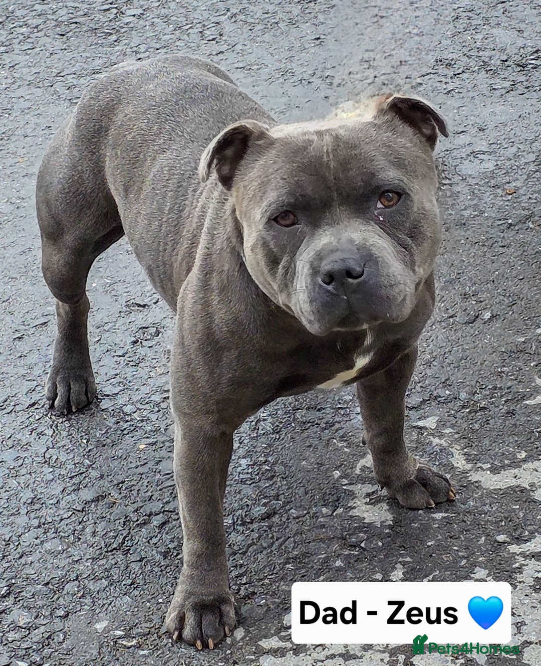 Staffordshire Bull Terrier dogs for sale: Gorgeous Chunky KC Blue Staffy Puppies - Image 21