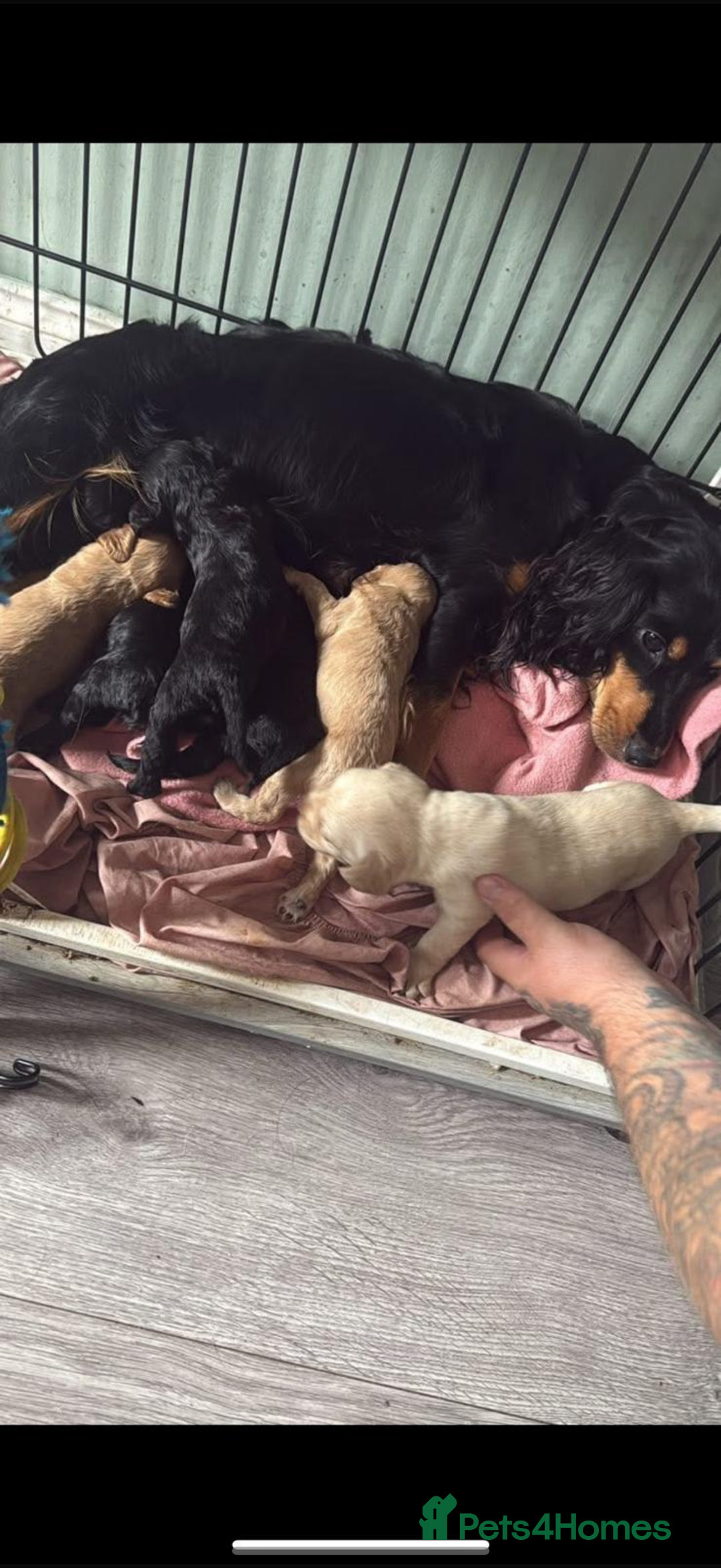 Cocker Spaniel dogs for sale: Cocker spaniel puppies - Image 5