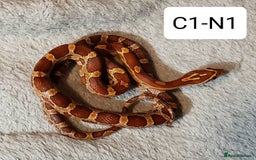 Corn Snake reptiles for sale: Babies Corn Snakes - Image 2