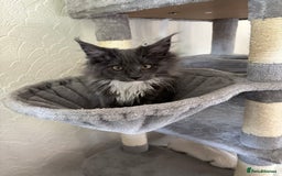 Maine Coon cats for sale: Brother and sister Maine coon kittens - Image 2