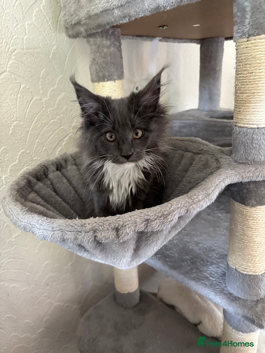 Maine Coon cats for sale: Brother and sister Maine coon kittens - Image 2