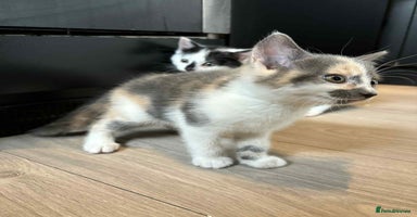 Mixed Breed cats - Advert 6