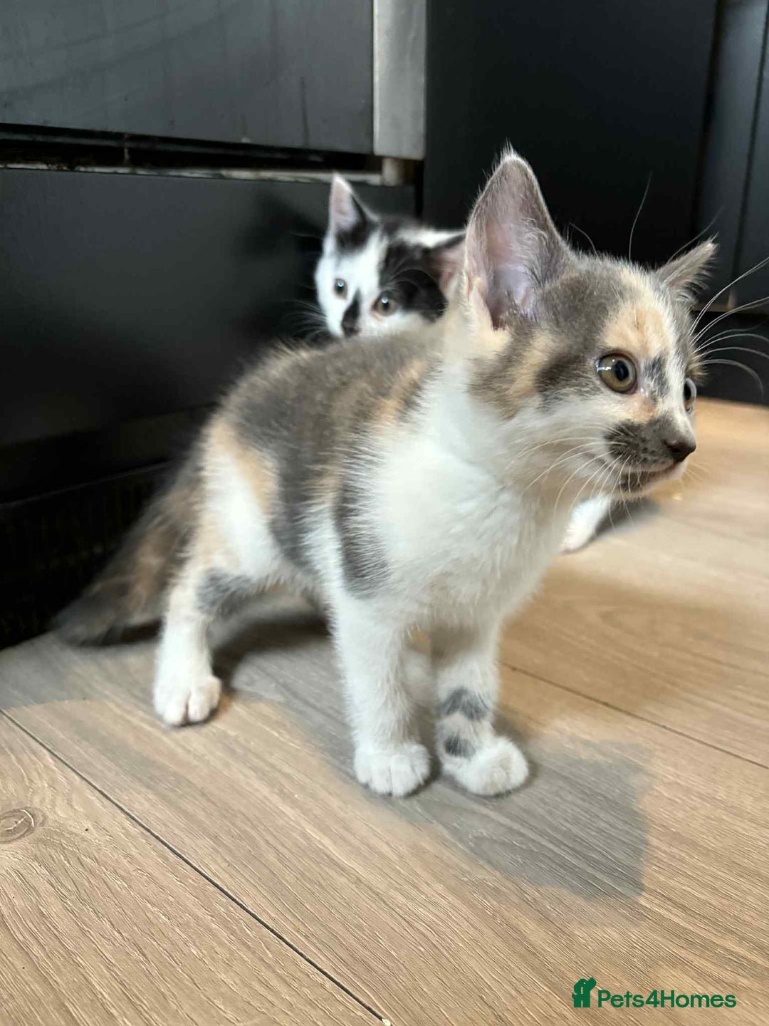 Mixed Breed cats for sale: 3 beautiful kittens for sale. RARE female colours! - Image 2