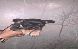 French Bulldog dogs for sale: French bulldog pups  - Image 1