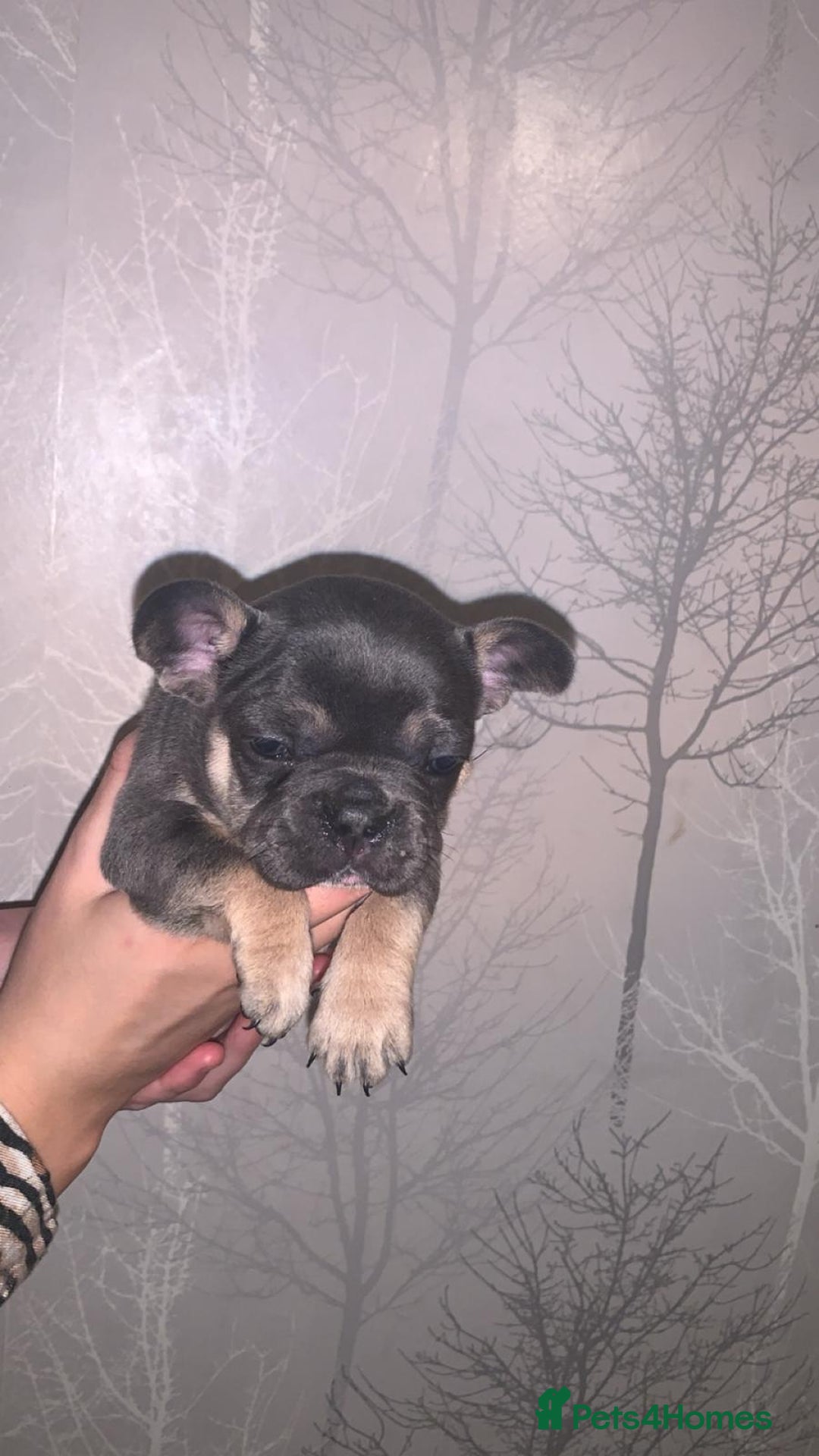 French Bulldog dogs for sale: French bulldog pups  - Image 1