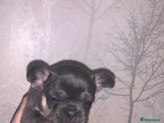 French Bulldog dogs - Advert 21