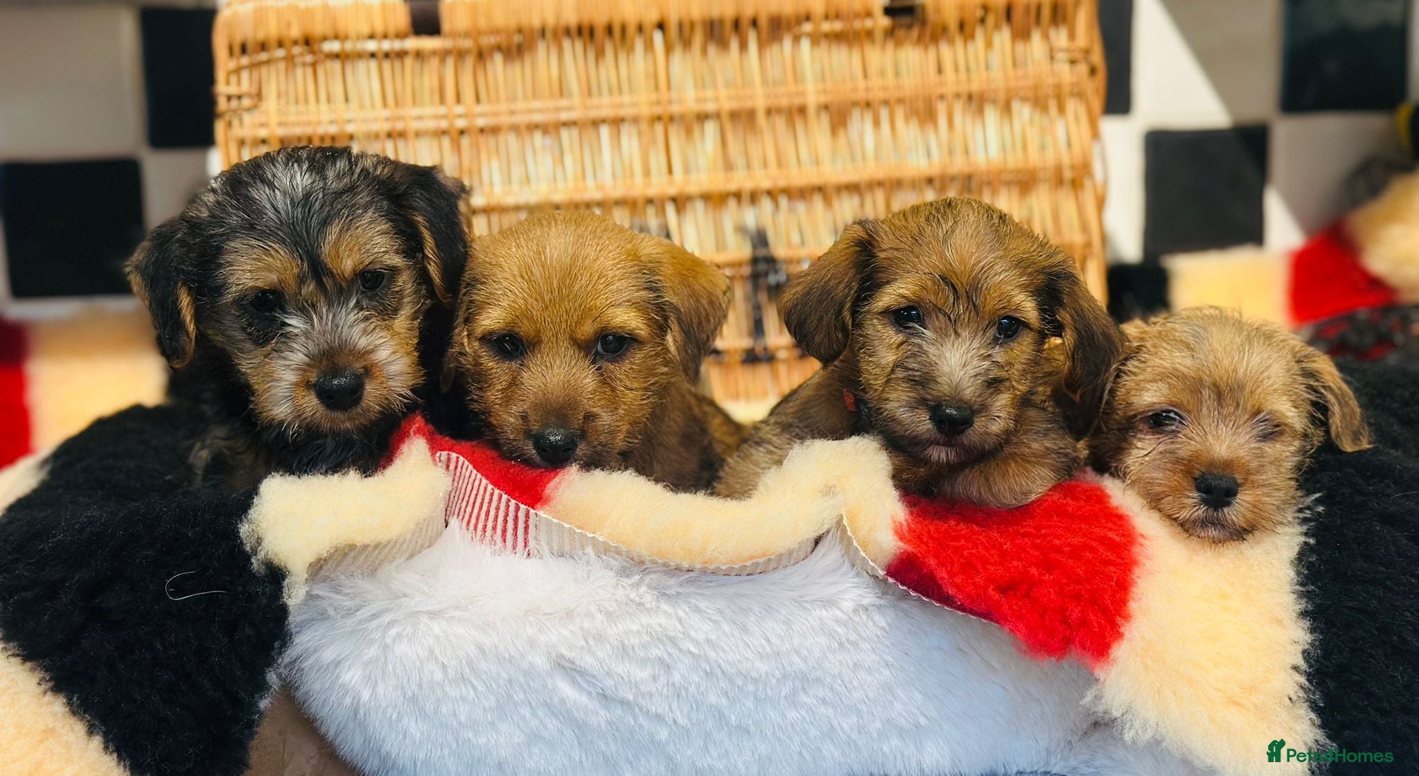 Mixed Breed dogs Stunning NORJACK pups ready now  - Advert 15