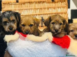 Mixed Breed dogs Stunning NORJACK pups ready now - Advert 15