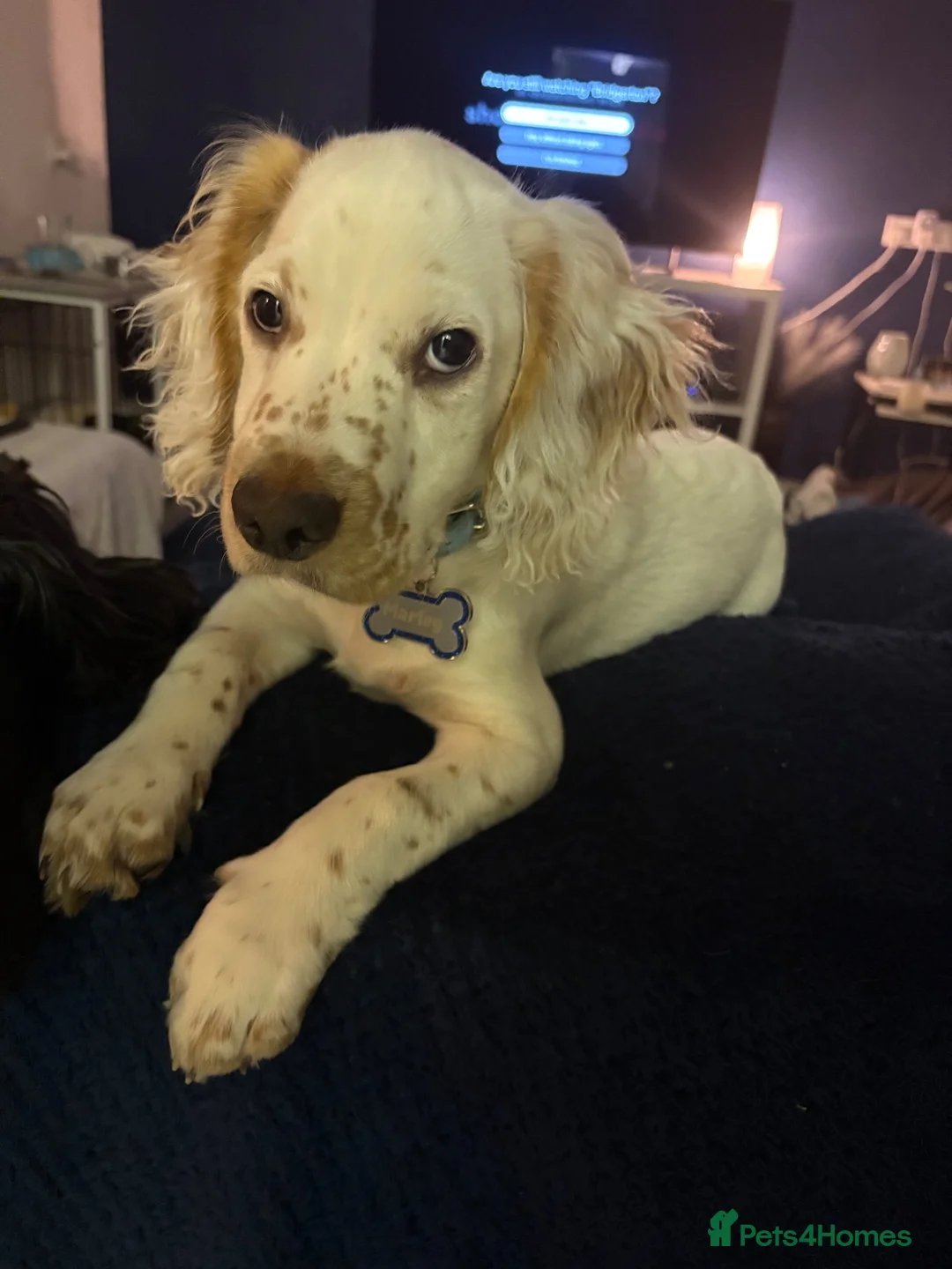 Cocker Spaniel dogs for sale: Cocker spaniel 8 months old  in Durham - Advert 3