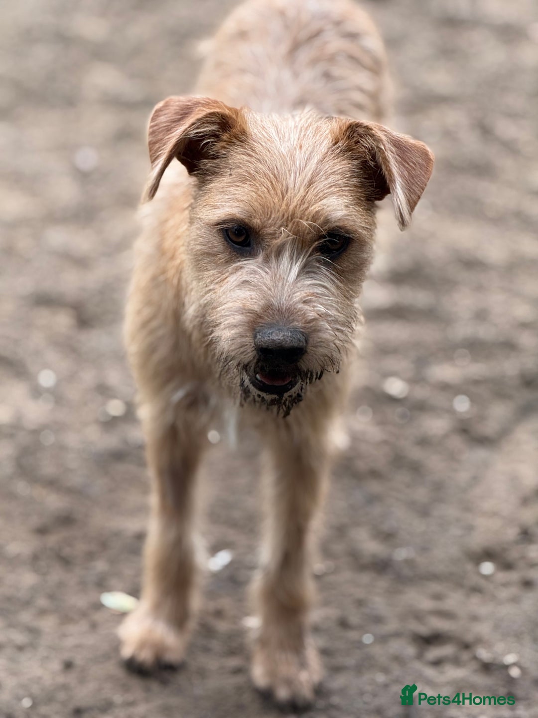 Mixed Breed dogs for adoption: Sweet Sunny Needs LOVE - Image 12