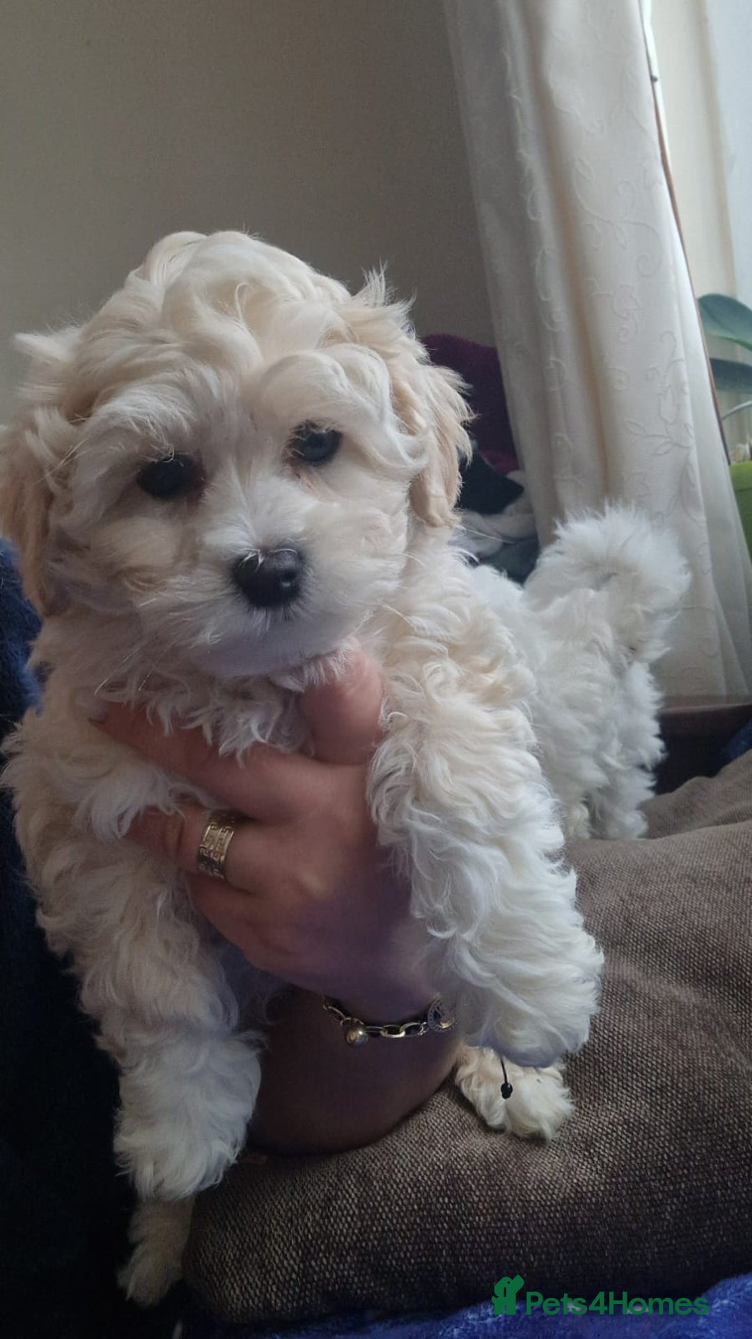 Havanese dogs for sale: Beautiful Bichon Puppies Available!  - Advert 11