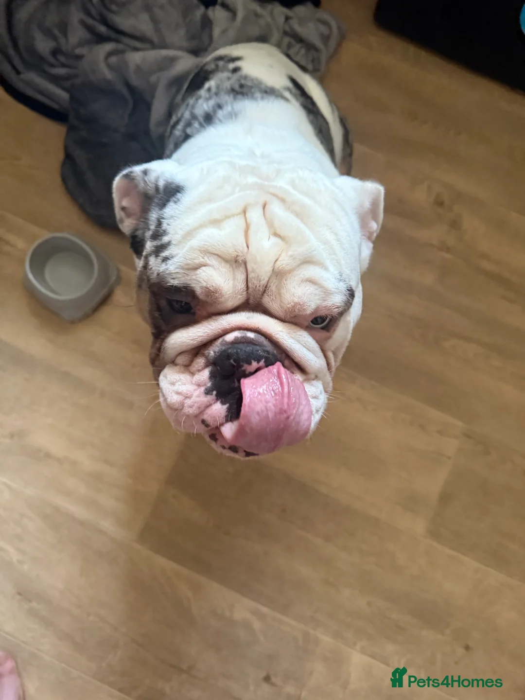 English Bulldog dogs for sale: Reggie looking for 5 star home  - Advert 28