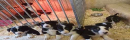 Border Collie dogs for sale: Border collie puppies  - Advert 3