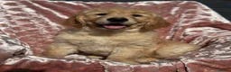 Golden Retriever dogs for sale: Golden Retriever puppy’s - READY NOW in Barnstaple - Advert 5
