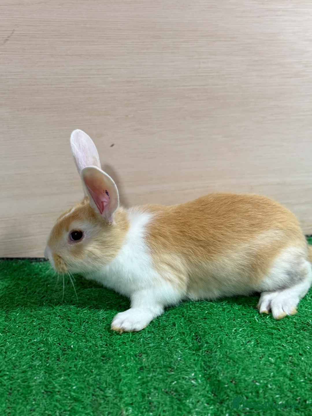 French Lop rabbits for sale: Lop x Californian kits ready. Does and bucks  - Advert 2