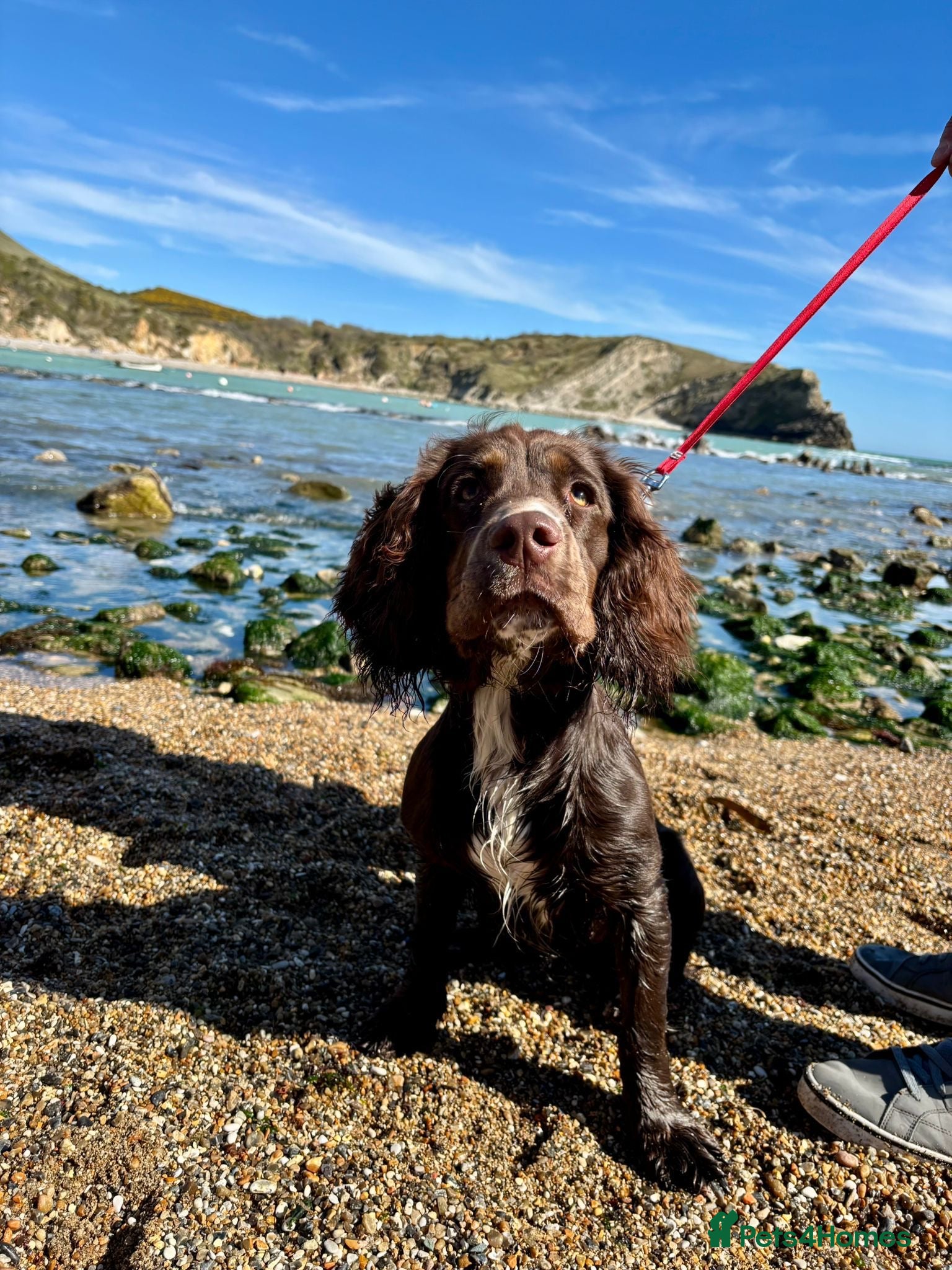 Mixed Breed dogs Maggie clumber cross sprocker spaniel - Advert 1