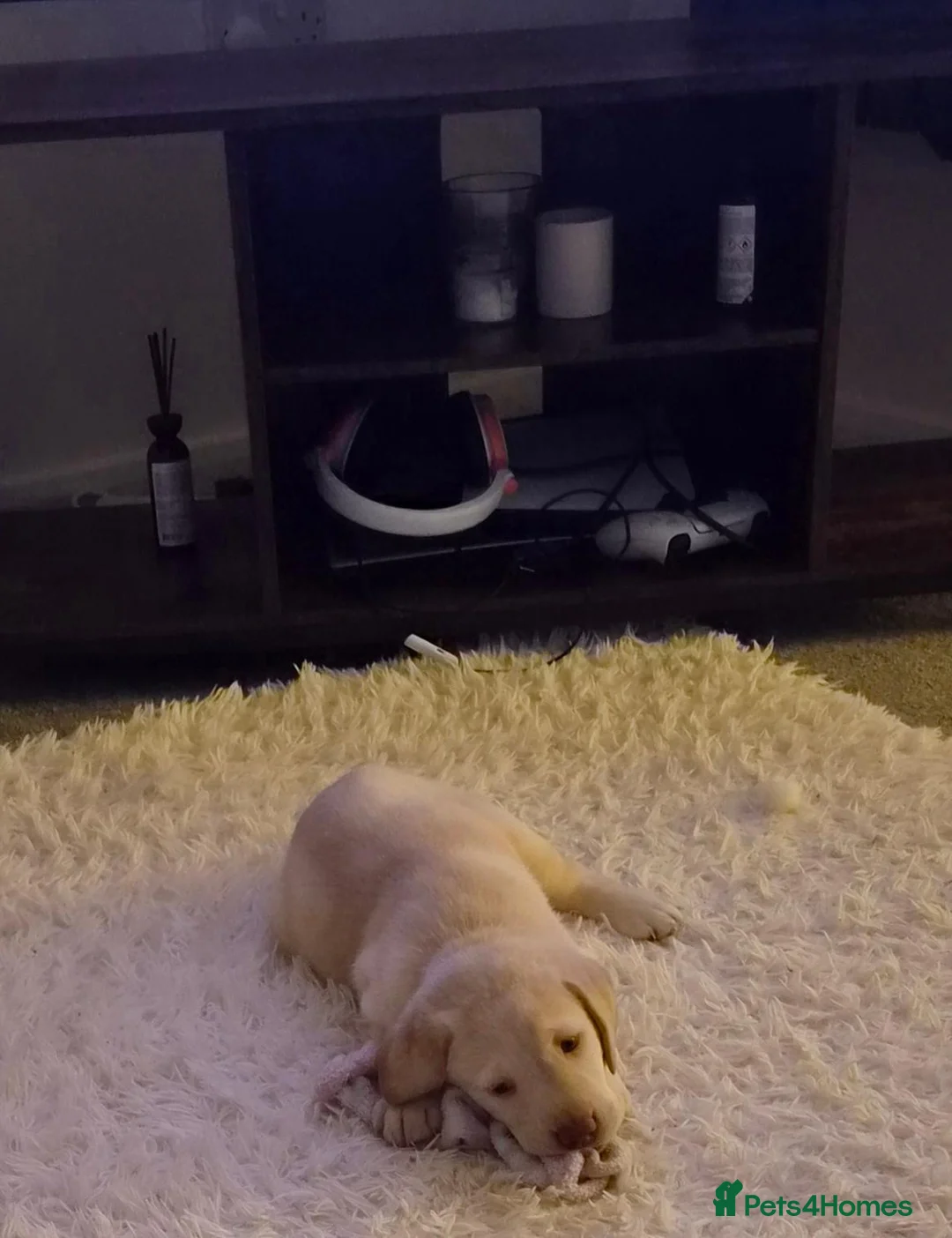 Labrador Retriever dogs for sale: 2 gorgeous labrador puppies  - Advert 2