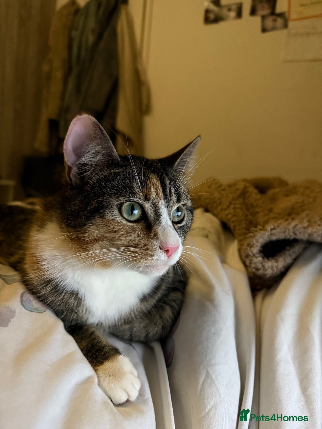 Mixed Breed cats for sale: Half Maine Coon Half Khao Manee cat  - Image 4