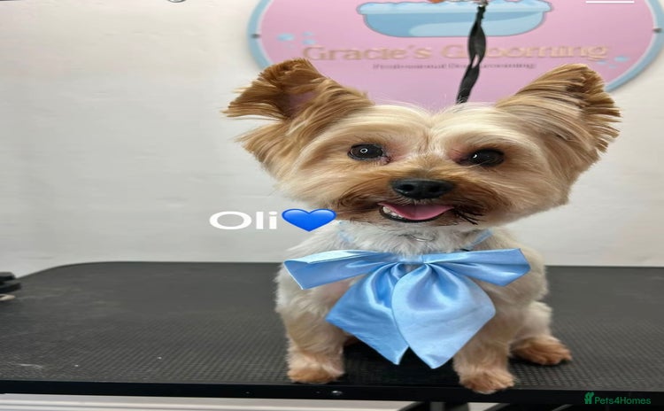 Yorkshire Terrier dogs - Advert 1
