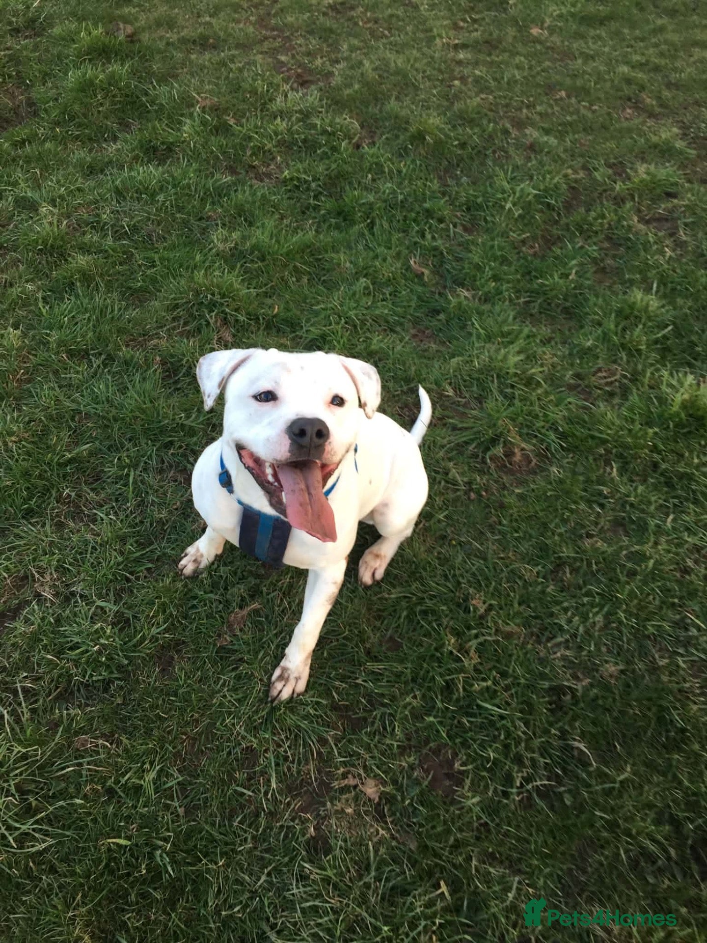 Staffordshire Bull Terrier dogs Handsome Jake  - Advert 6
