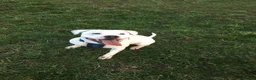 Staffordshire Bull Terrier dogs for stud: Handsome Jake  - Advert 1