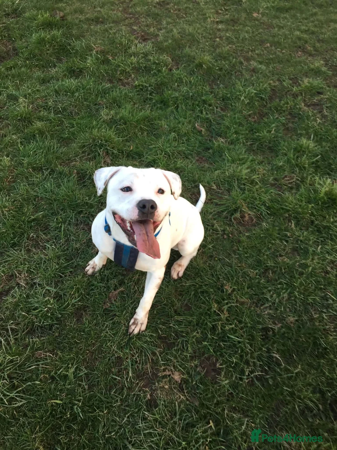 Staffordshire Bull Terrier dogs for stud: Handsome Jake  - Advert 1