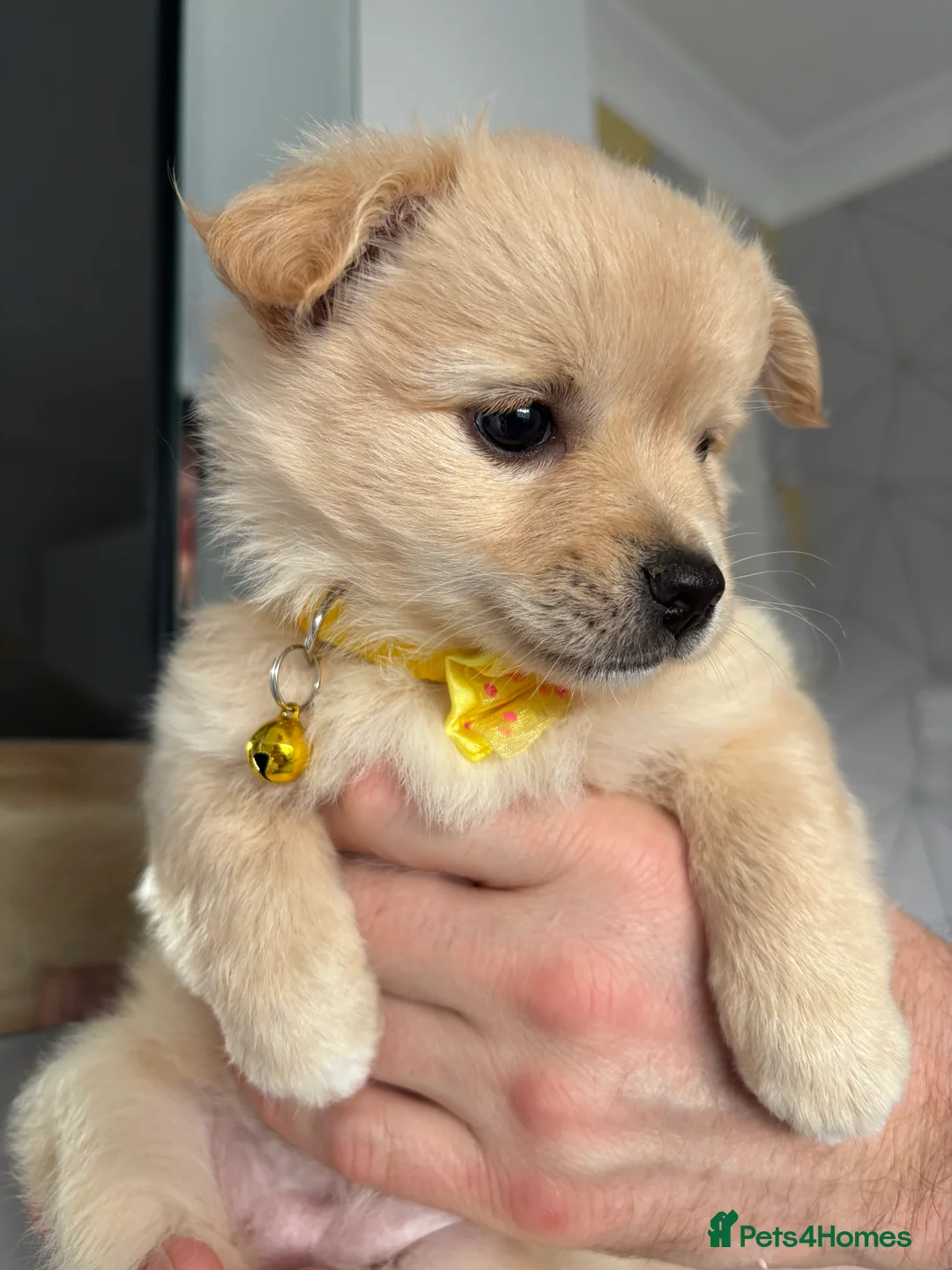 Mixed Breed dogs for sale: Italian volpino x deer head chihuahua puppies  - Advert 13