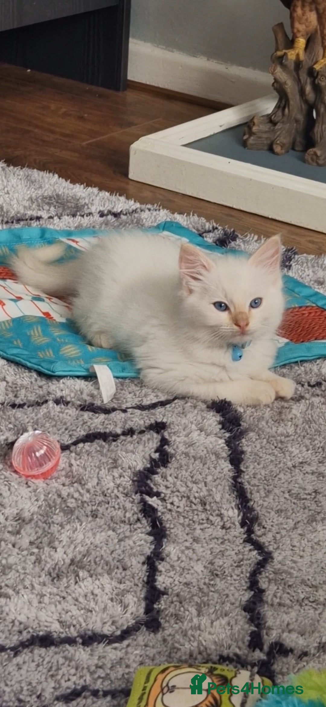 Ragdoll cats for sale: Beautiful Ragdoll Kitten  - Image 18