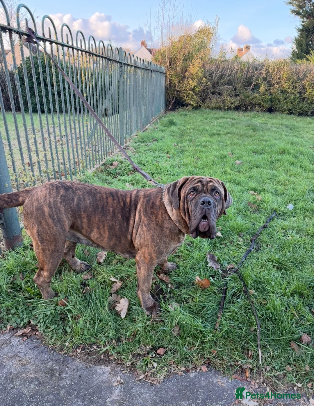 Mixed Breed dogs for sale: Beautiful girl Willow in West Wickham - Advert 26