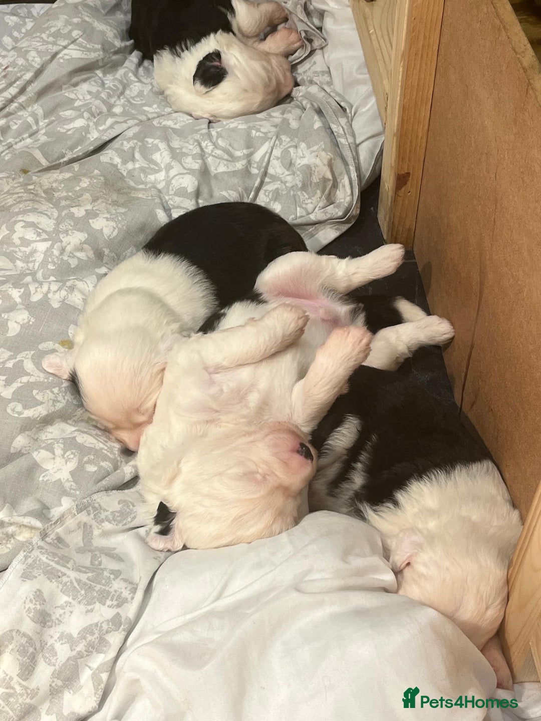 Old English Sheepdog dogs for sale: Old English Sheep Dog Puppies for sale - Advert 1