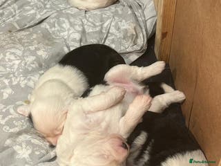 Old English Sheepdog dogs Old English Sheep Dog Puppies for sale - Advert 2