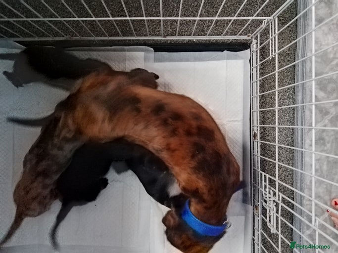 Gallery Image {{count}}