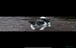 Jack Russell dogs for sale: Outstanding jack russels  - Image 20