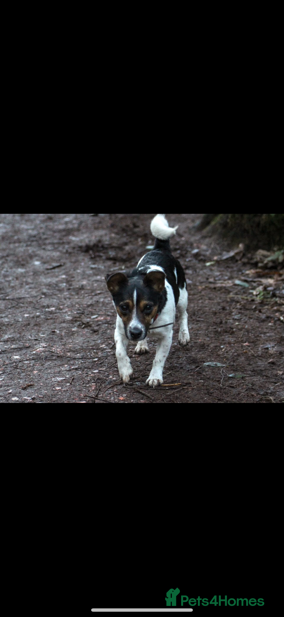 Jack Russell dogs for sale: Outstanding jack russels  - Image 20