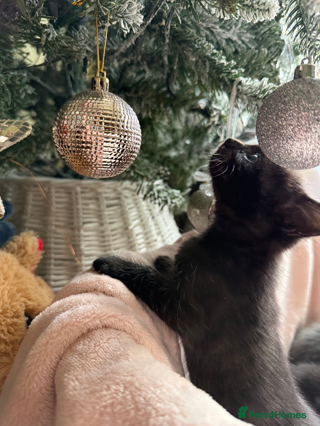 British Shorthair cats for sale: British shorthair kittens - Advert 2