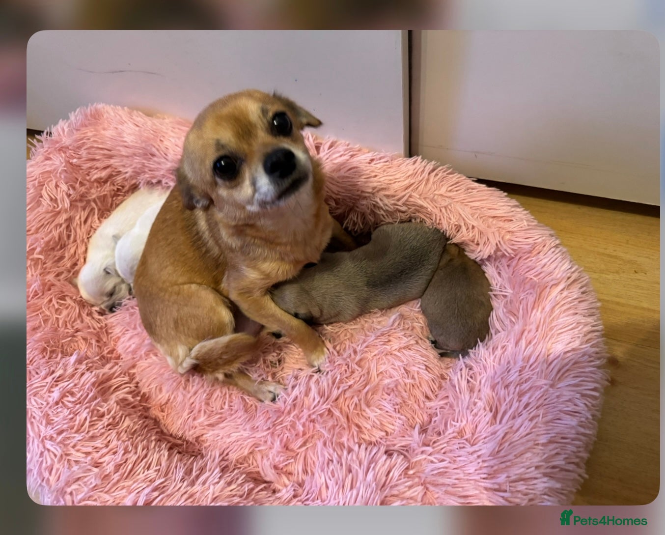 Chug dogs Lovely playful Chihuahua x Pug Puppies Boys Girls  - Advert 6