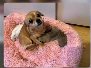 Chug dogs Lovely playful Chihuahua x Pug Puppies Boy Girl - Advert 1