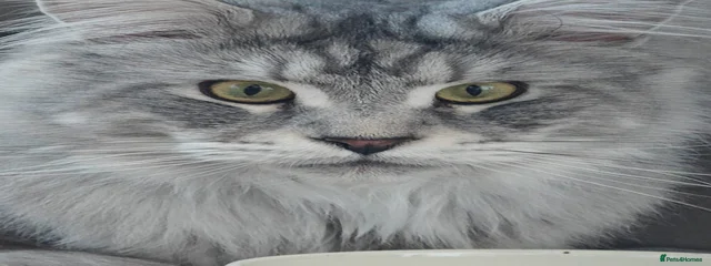 Moggie