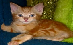 Mixed Breed cats for sale:  beautiful kittens looking for their forever homes - Image 4