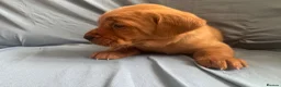 Goldador dogs for sale: READY! Fox Red Golden Retriever X Labrador pups 🧡 - Advert 8