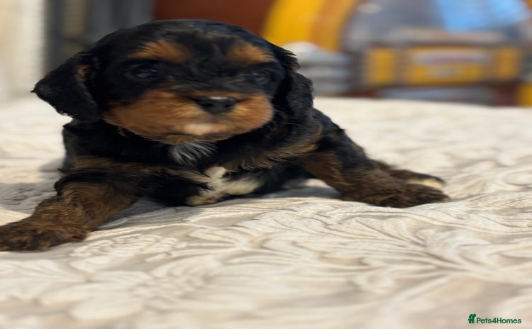 Cavapoo dogs - Advert 3