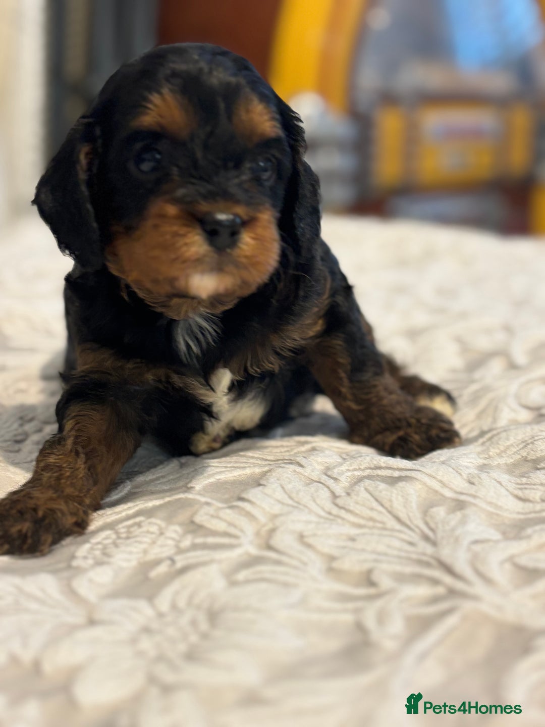 Cavapoo dogs for sale: Cavapoo  - Image 1