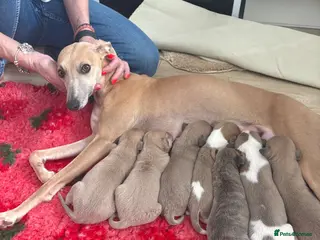 Whippet dogs Kc blue fawn whippet pups - Advert 1