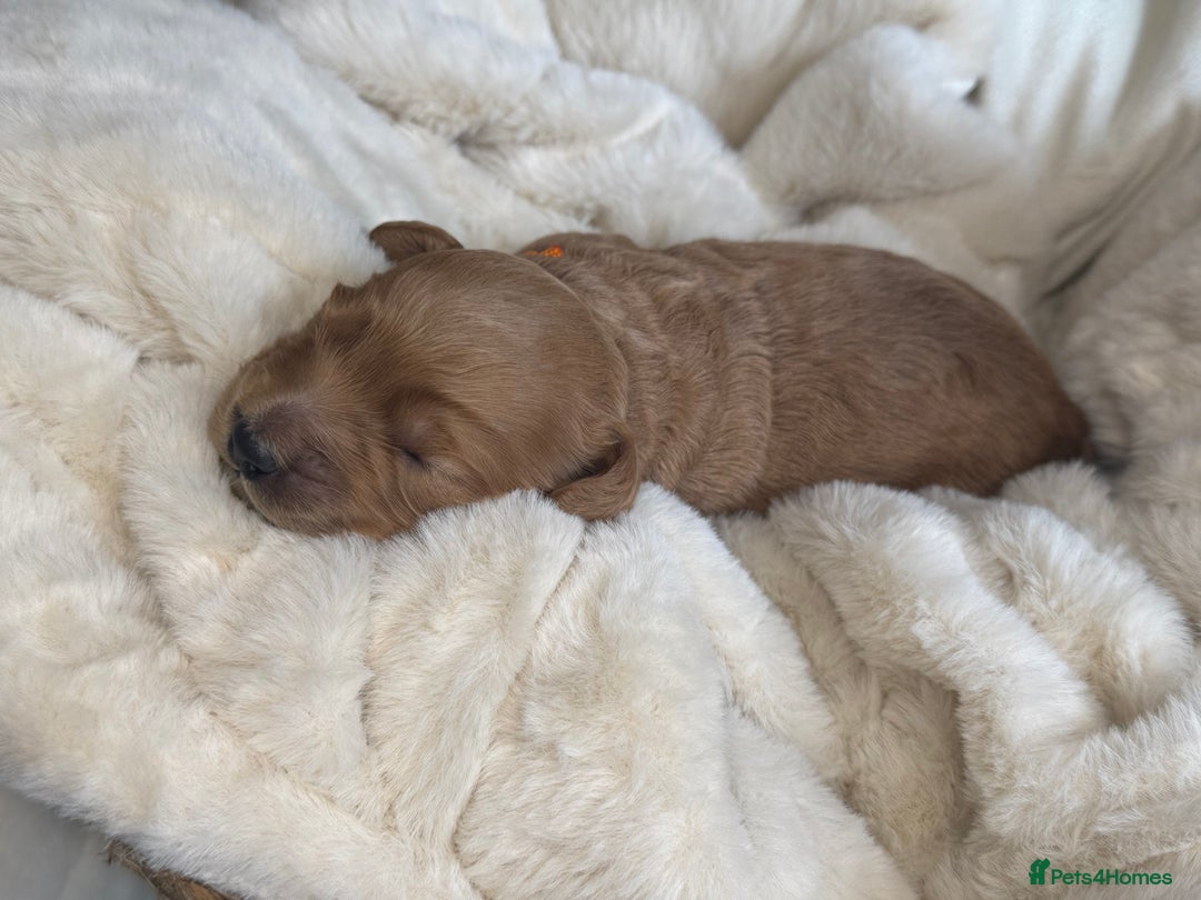 Mini Goldendoodle dogs for sale: Miniature Golden Doodle Puppies - Advert 29