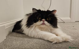 Persian cats for sale: 1x male persian cat - Image 4