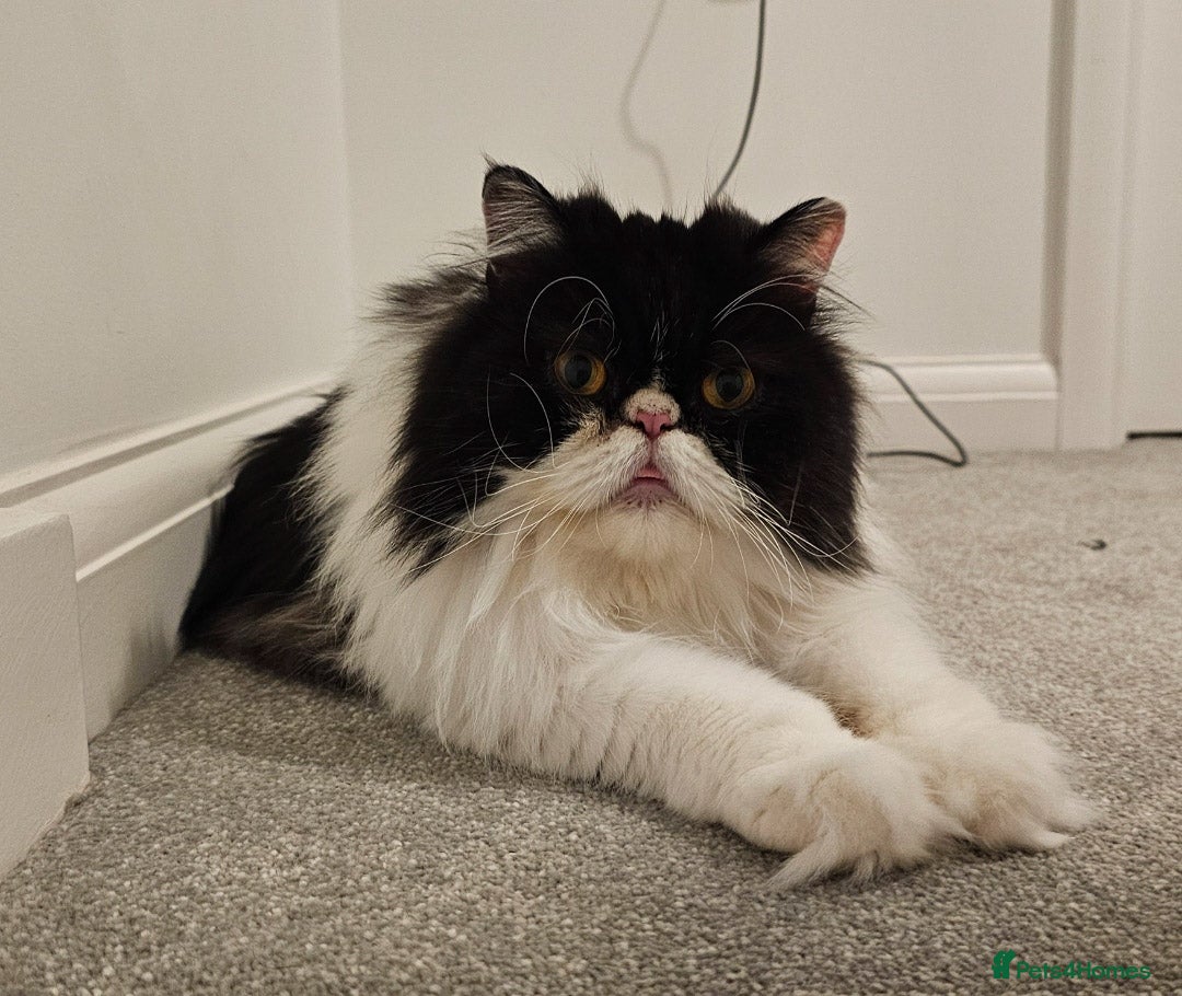 Persian cats for sale: 1x male persian cat - Image 4