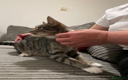 Domestic Shorthair cats for sale: Ekaterine  - Image 4